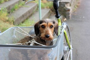 Ein Fahrradanhänger für kleine Hunde sorgt für einen sicheren Transport