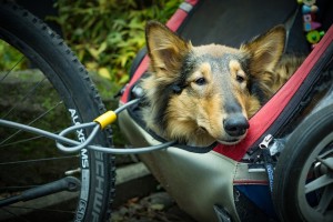 Fahrradanhänger für Hunde - eine Wohltat für den Vierbeiner